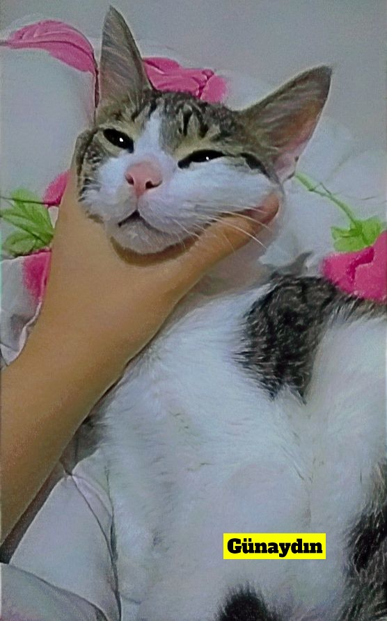 Mehlika