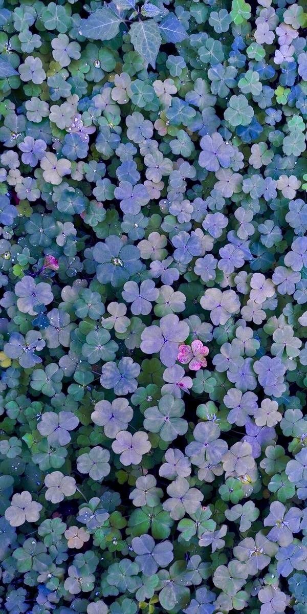 Ezgi gizemo🌷