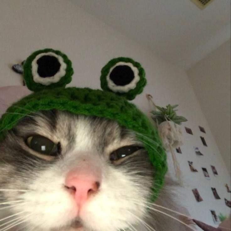 Gebes_kedi