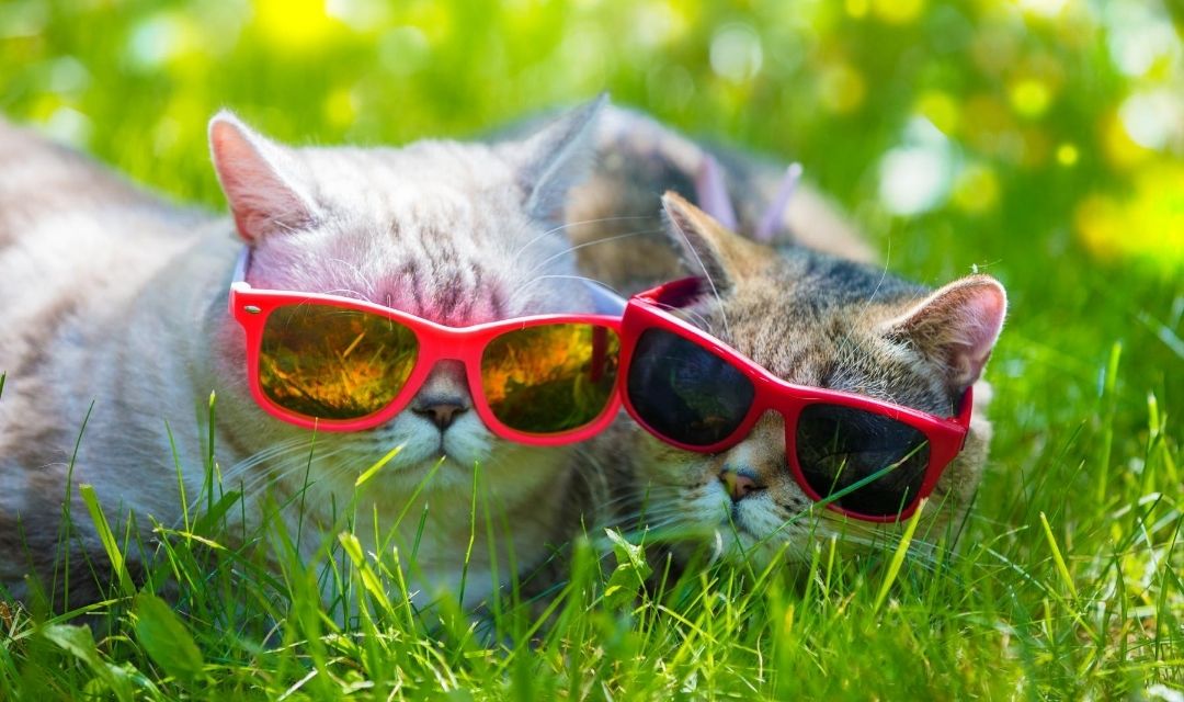 Cool cat