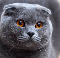 Meow