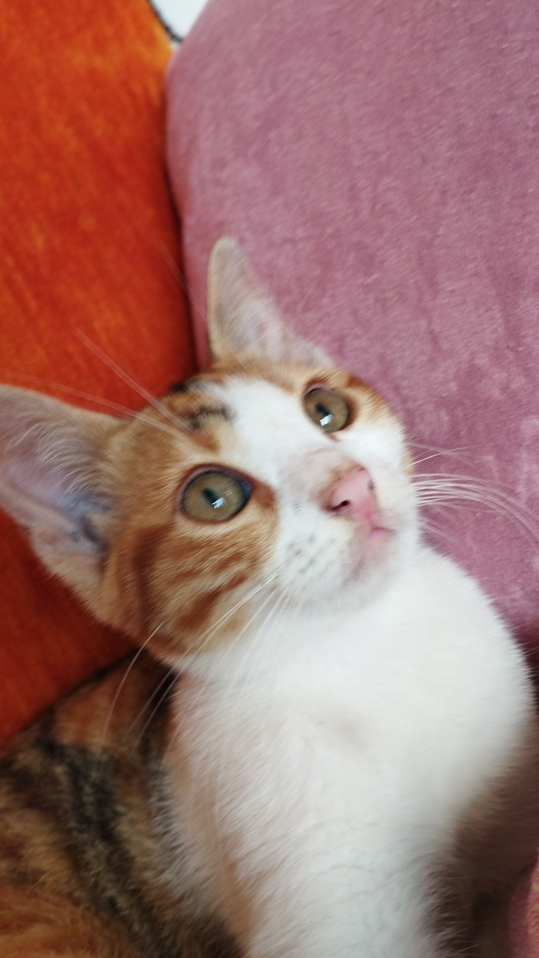 Feyza İskender
