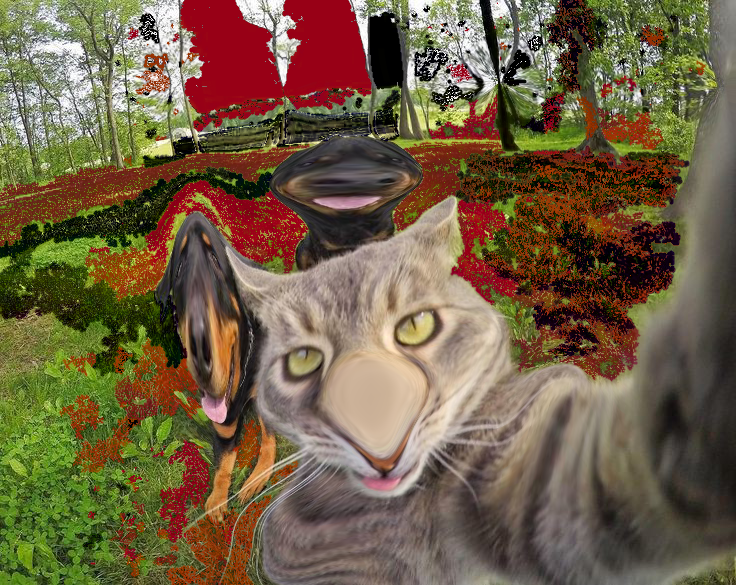 Kedi