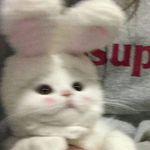 Aisha