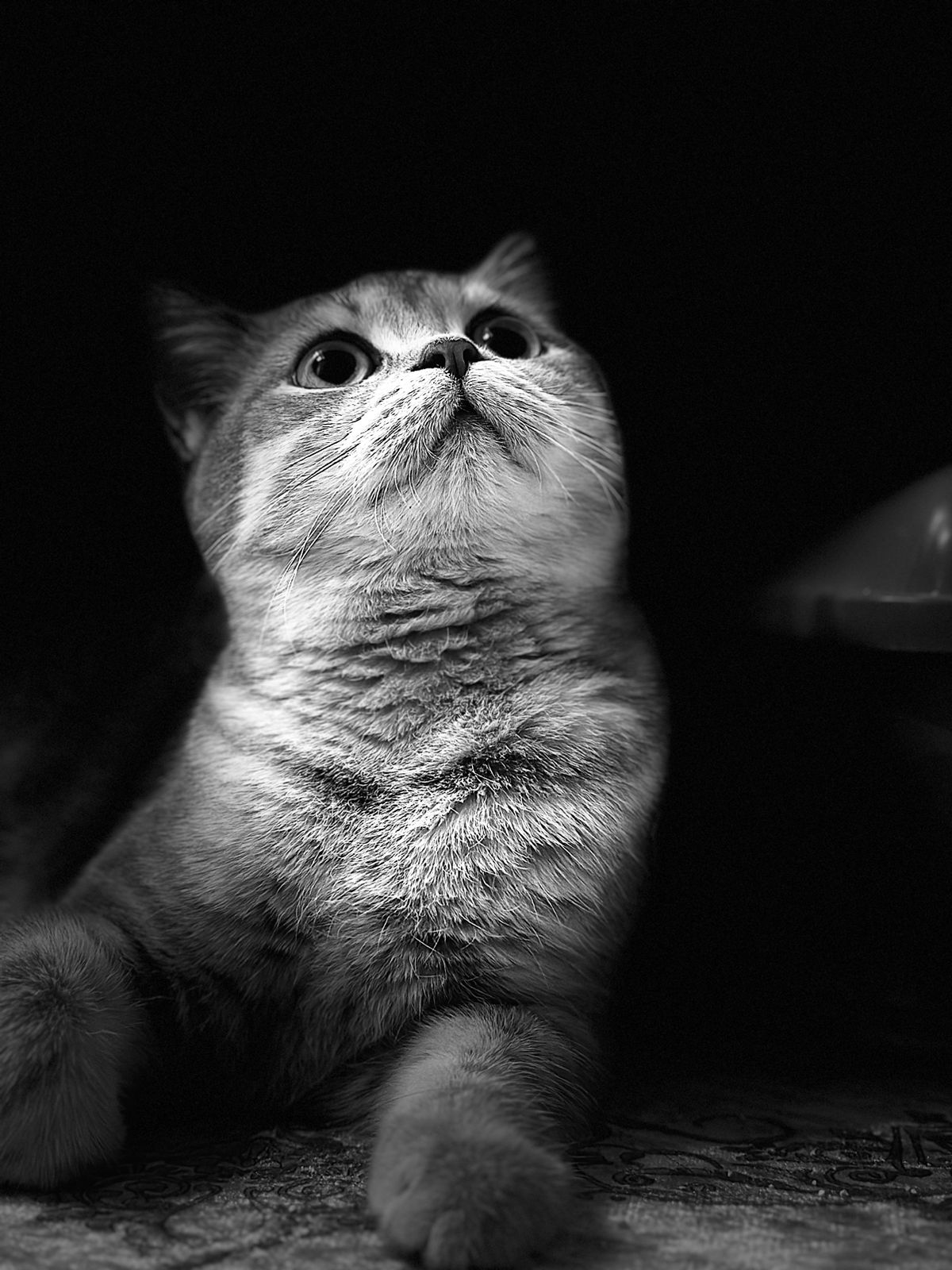 Leila