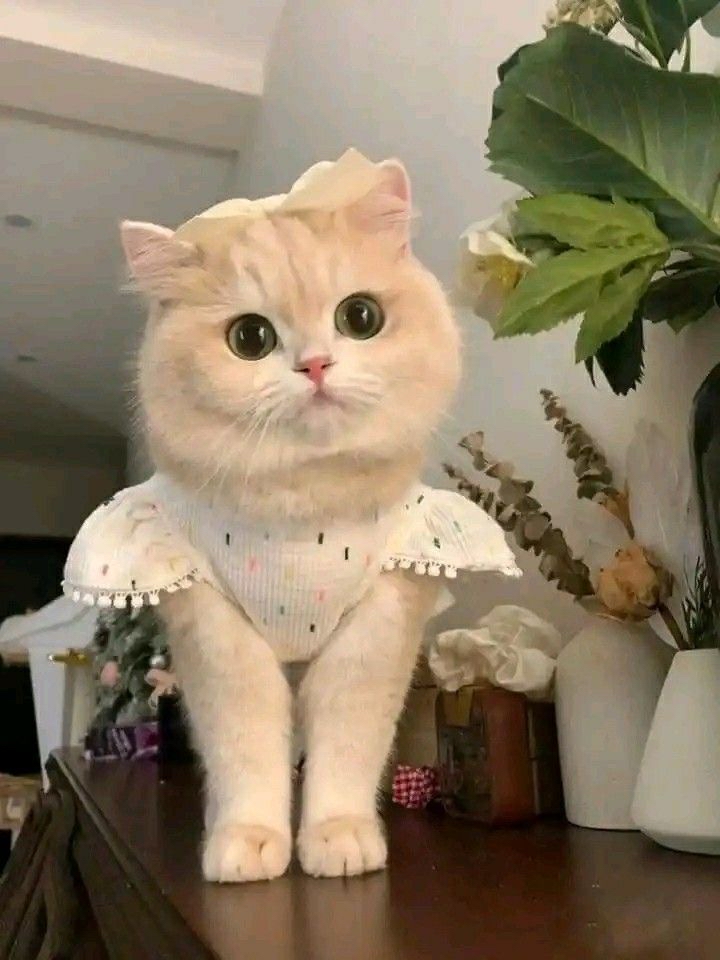 Kitty<33