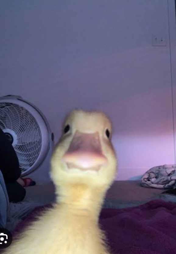 Rüya