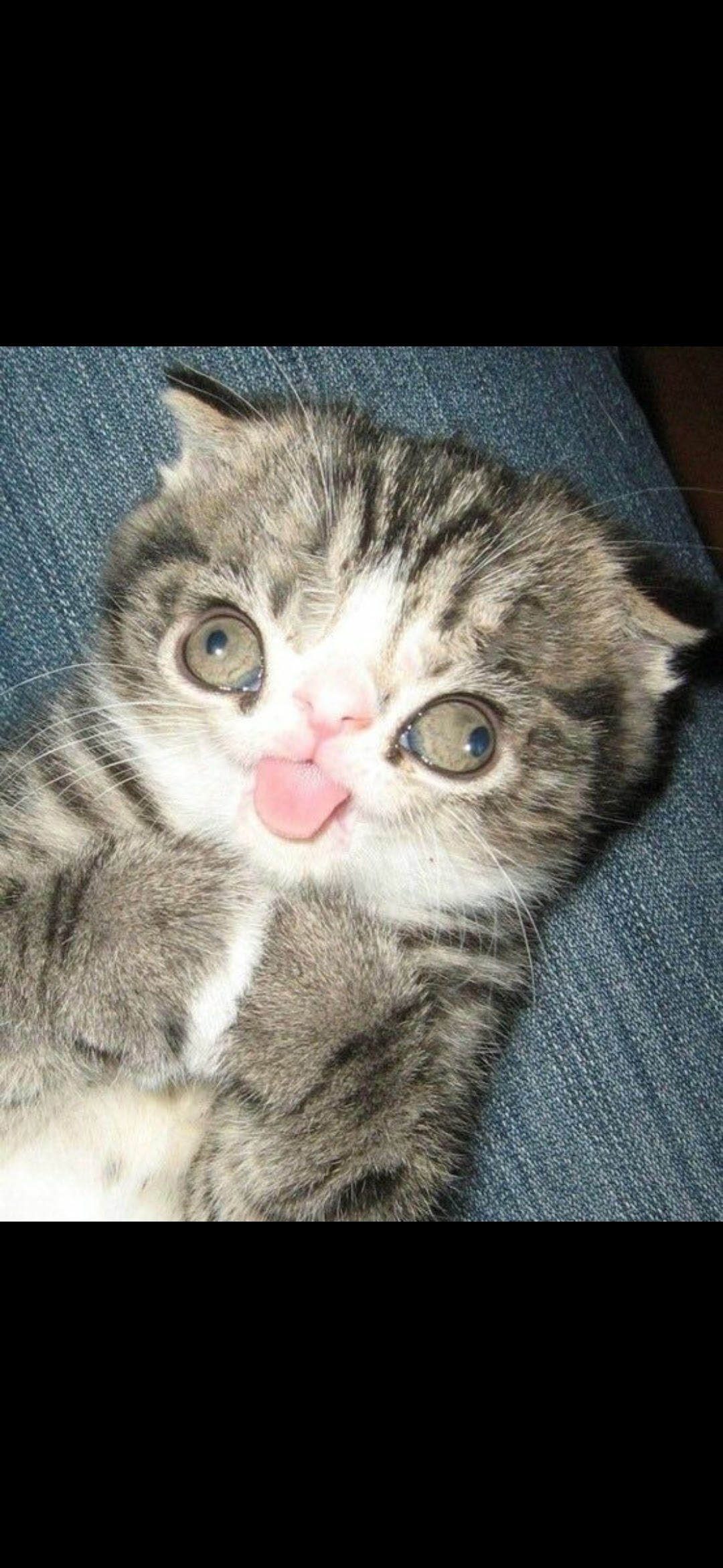 Cat✨