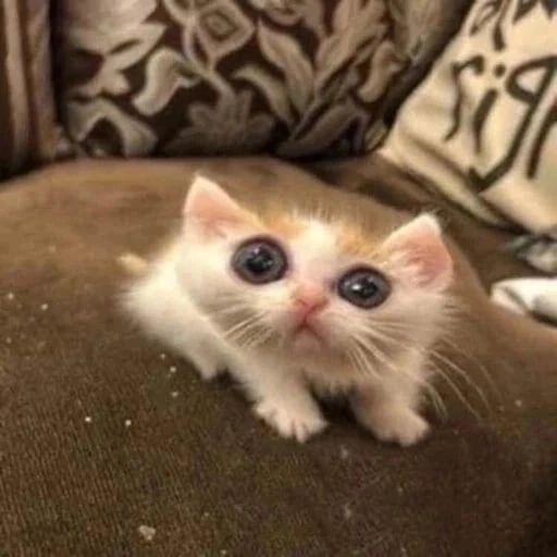 ?CAT?