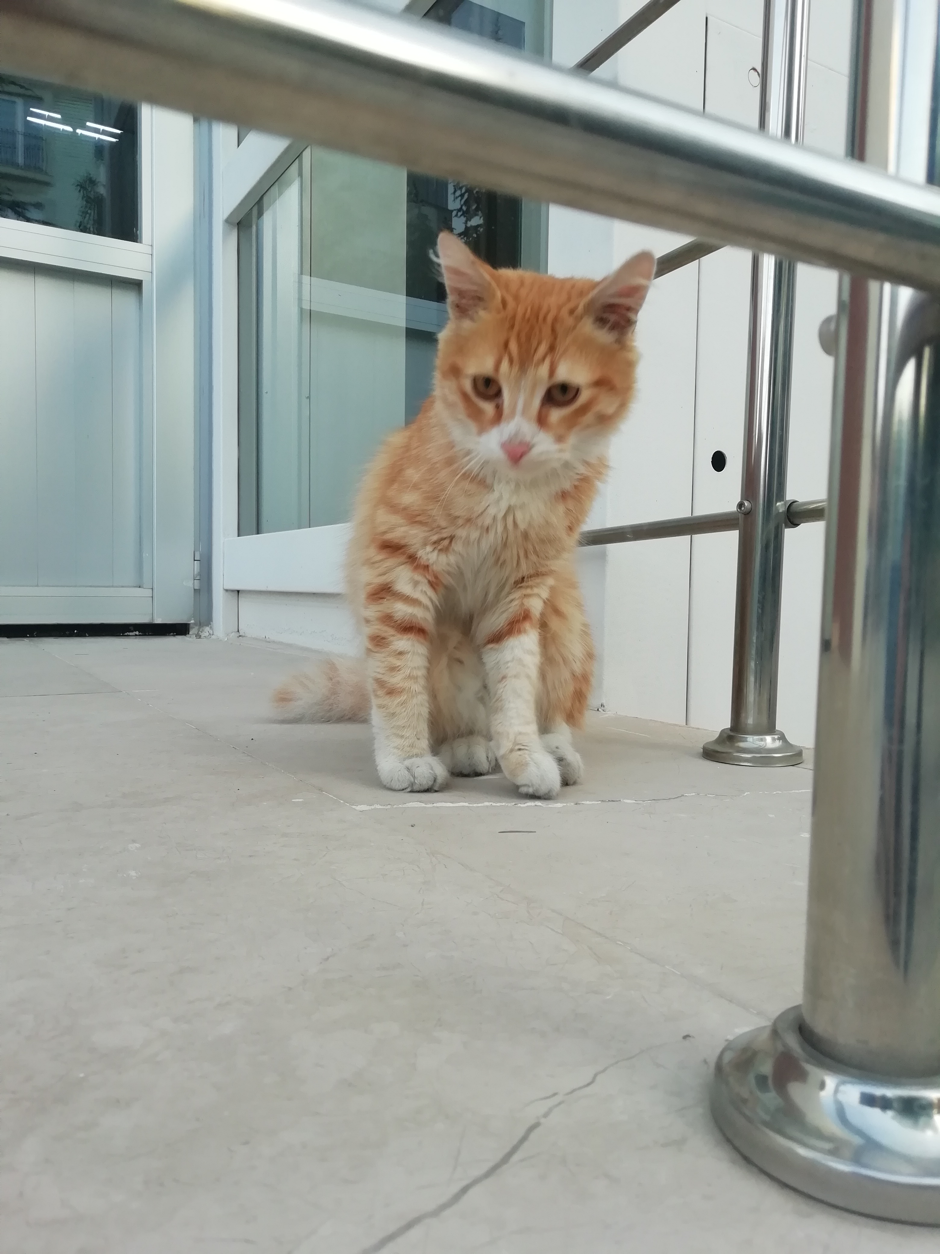 Yeşil Life