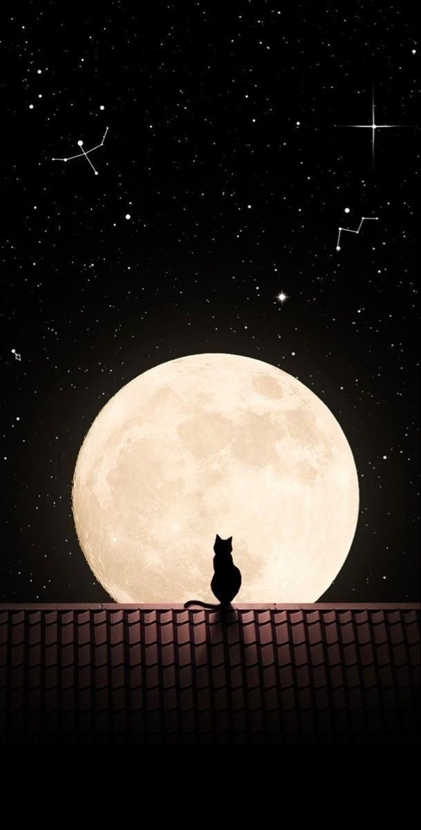 Siyah kedi