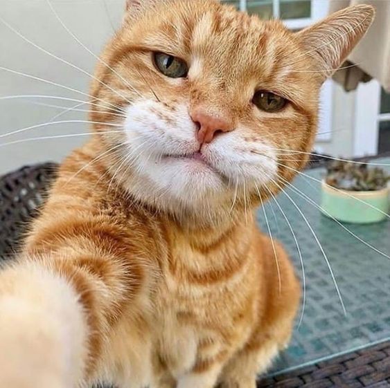 kedi