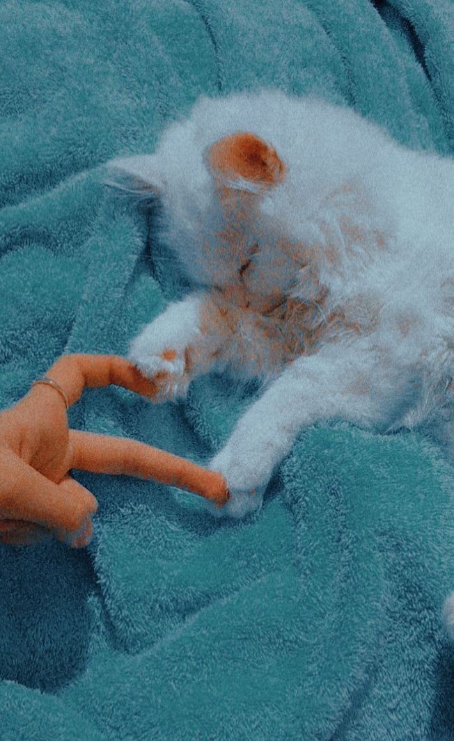 Esma Betül Bulu