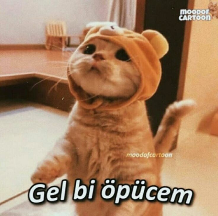 Kedi hastası