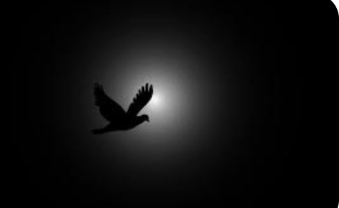 🕸️black🕸️