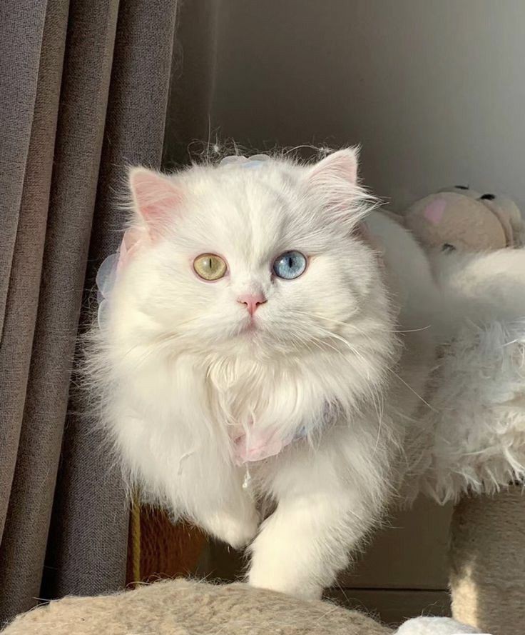 Van cat
