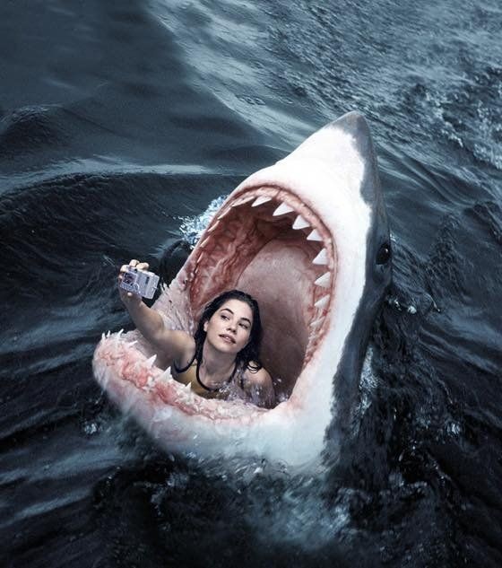 Ayo🦈