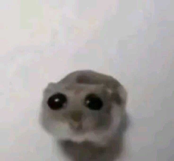Eslayhamster