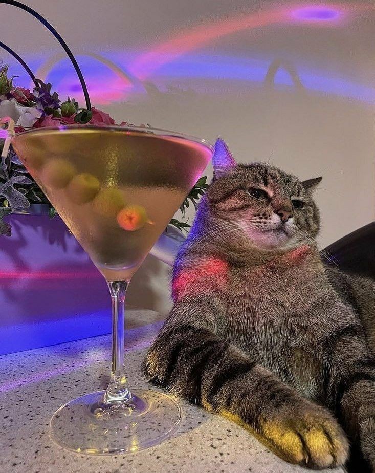 Gece Kuşu