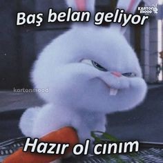 Uykucu panda