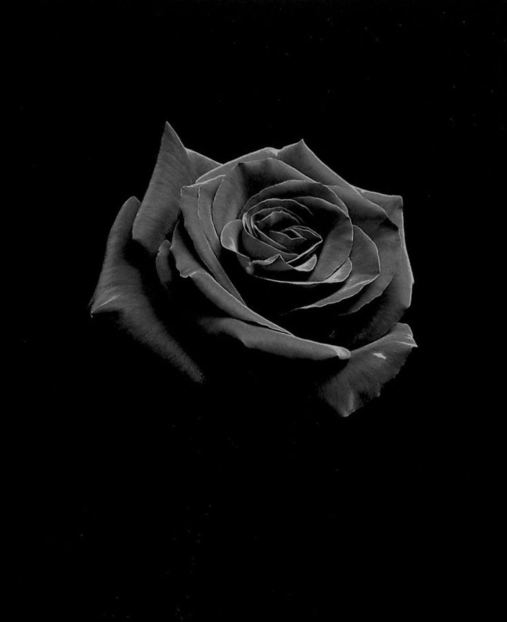 BlackROSE