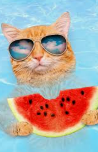 Cats_and_cats