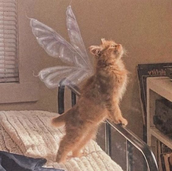 Books Cat