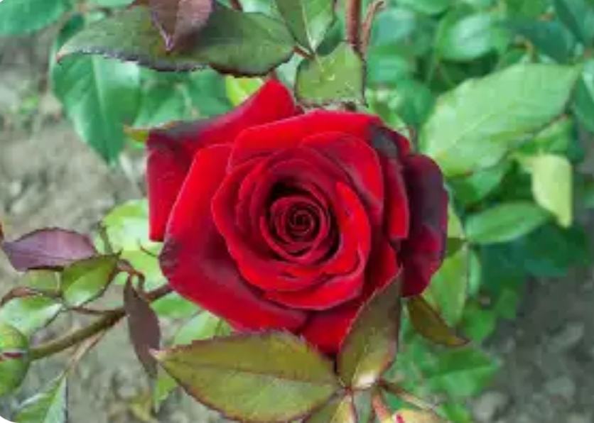 A woman as beautiful as a rose