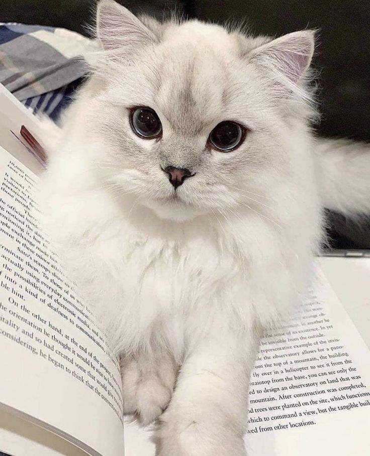 Meow