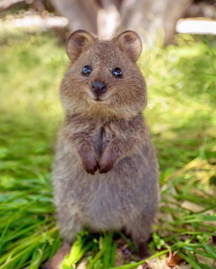 Squirrelnara