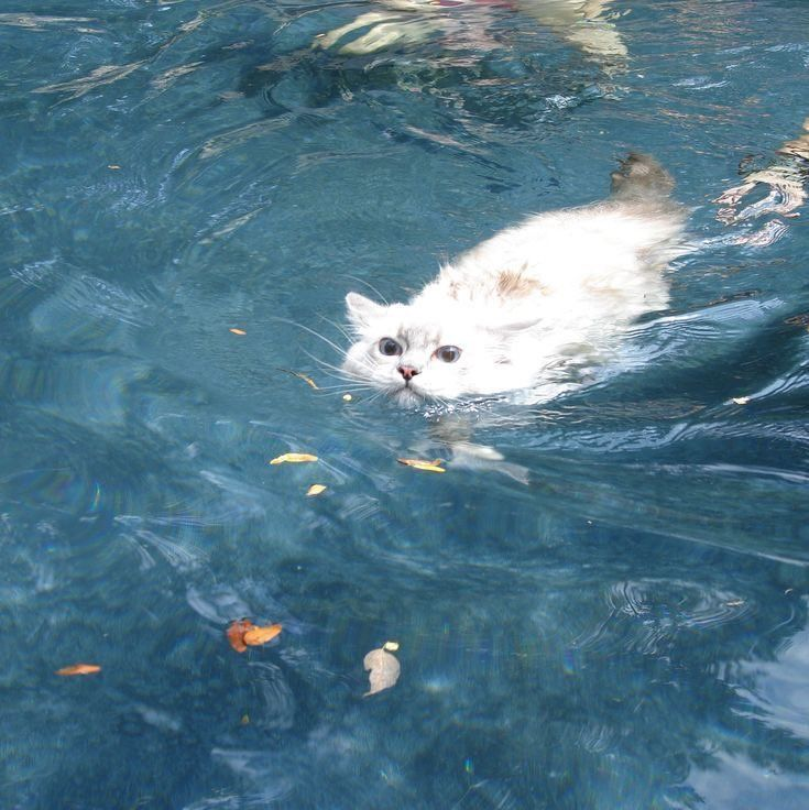 M1r4y_Kedi