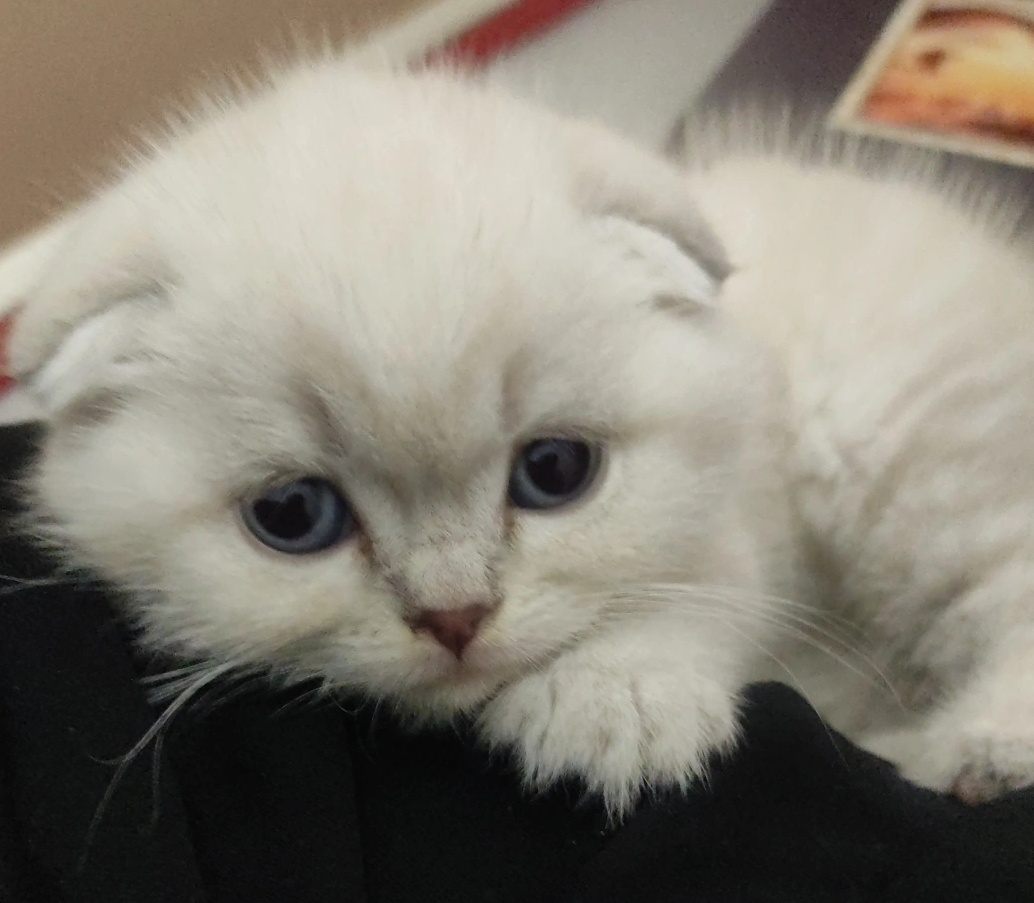 Dört Yapraklı Yonca