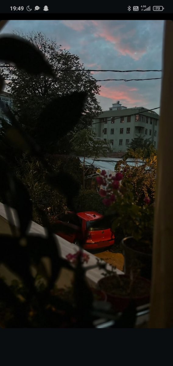Siyah kuğu