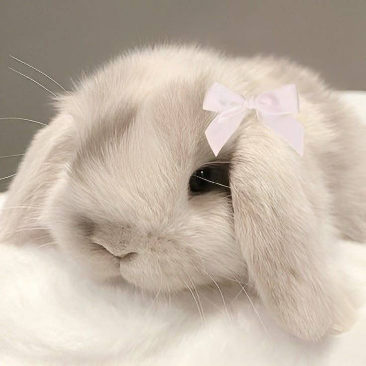 Toca Life Bunny🐰