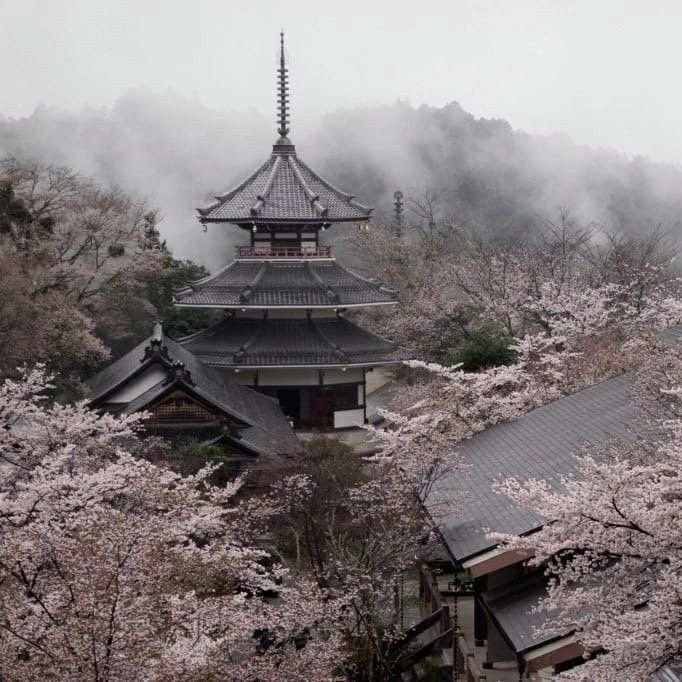 SAKURAA