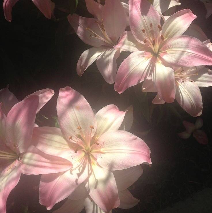 Lily