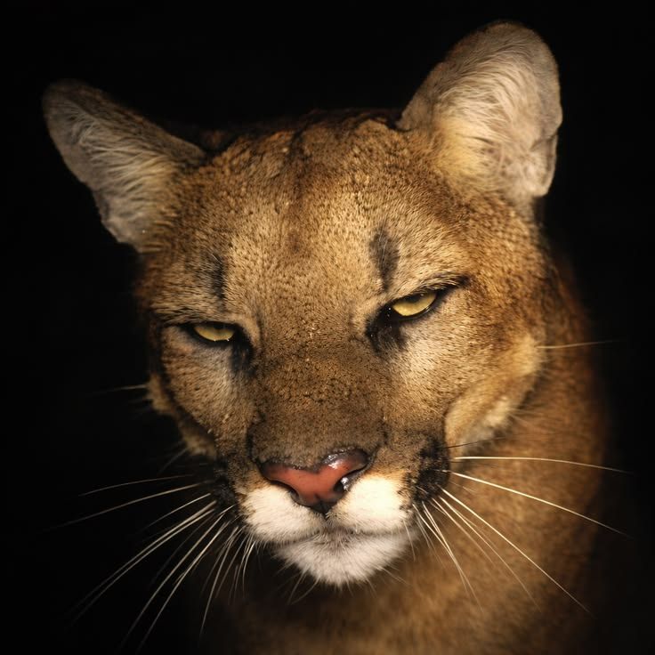 Queen Tiger