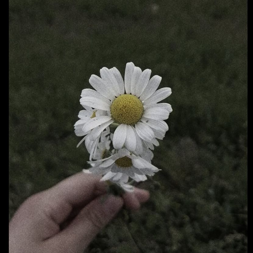 Betül kore