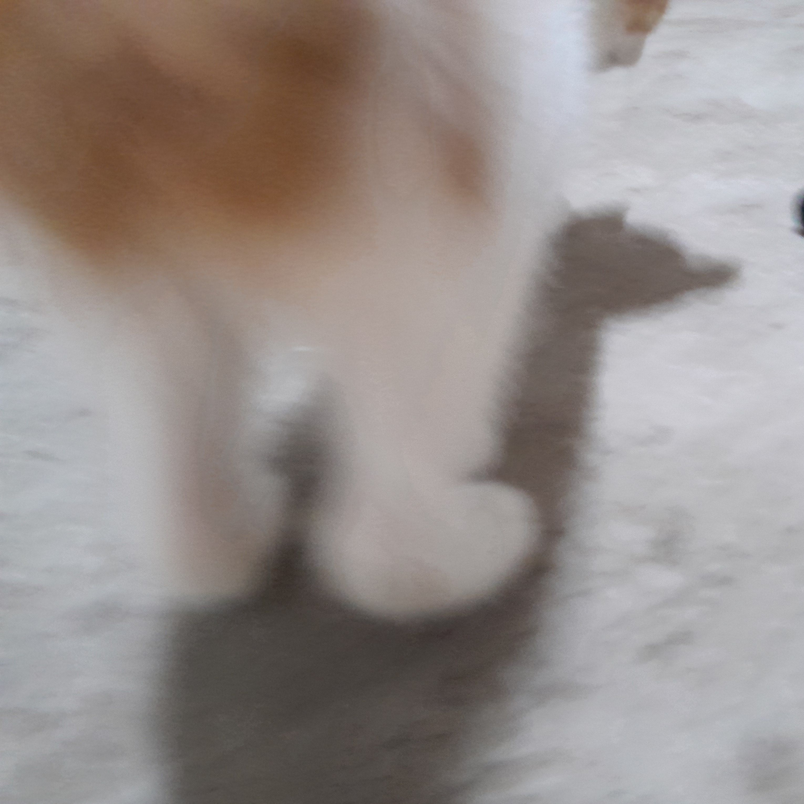 leydi
