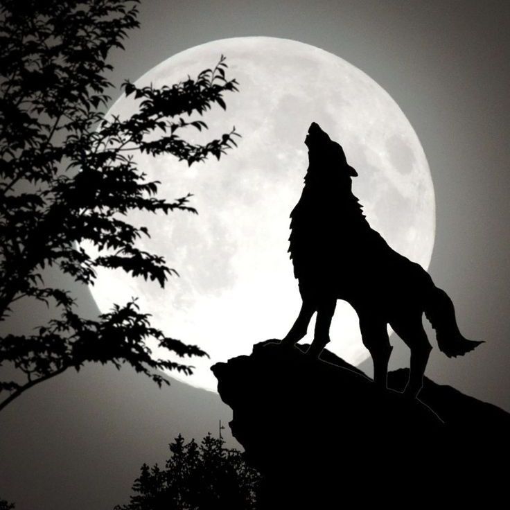 GECE♥