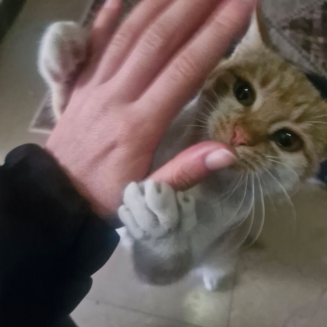 Crazyorangecat Lover
