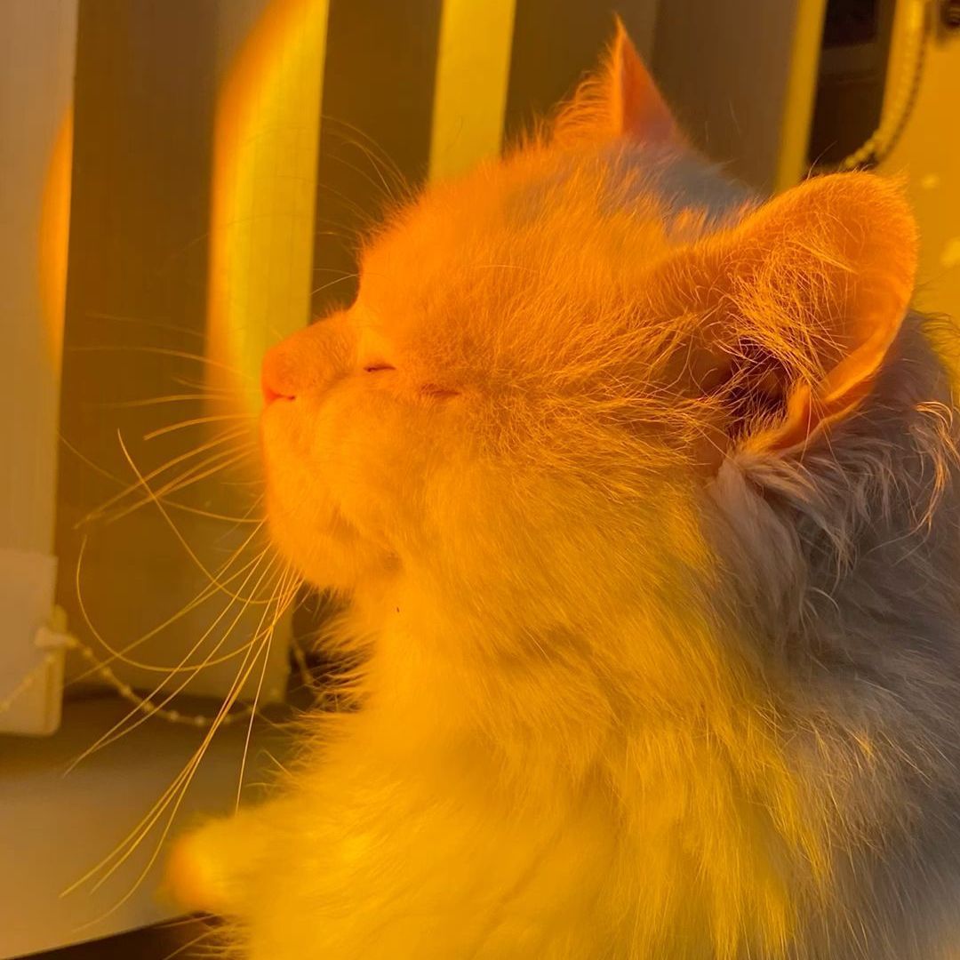 Sunlitbloom