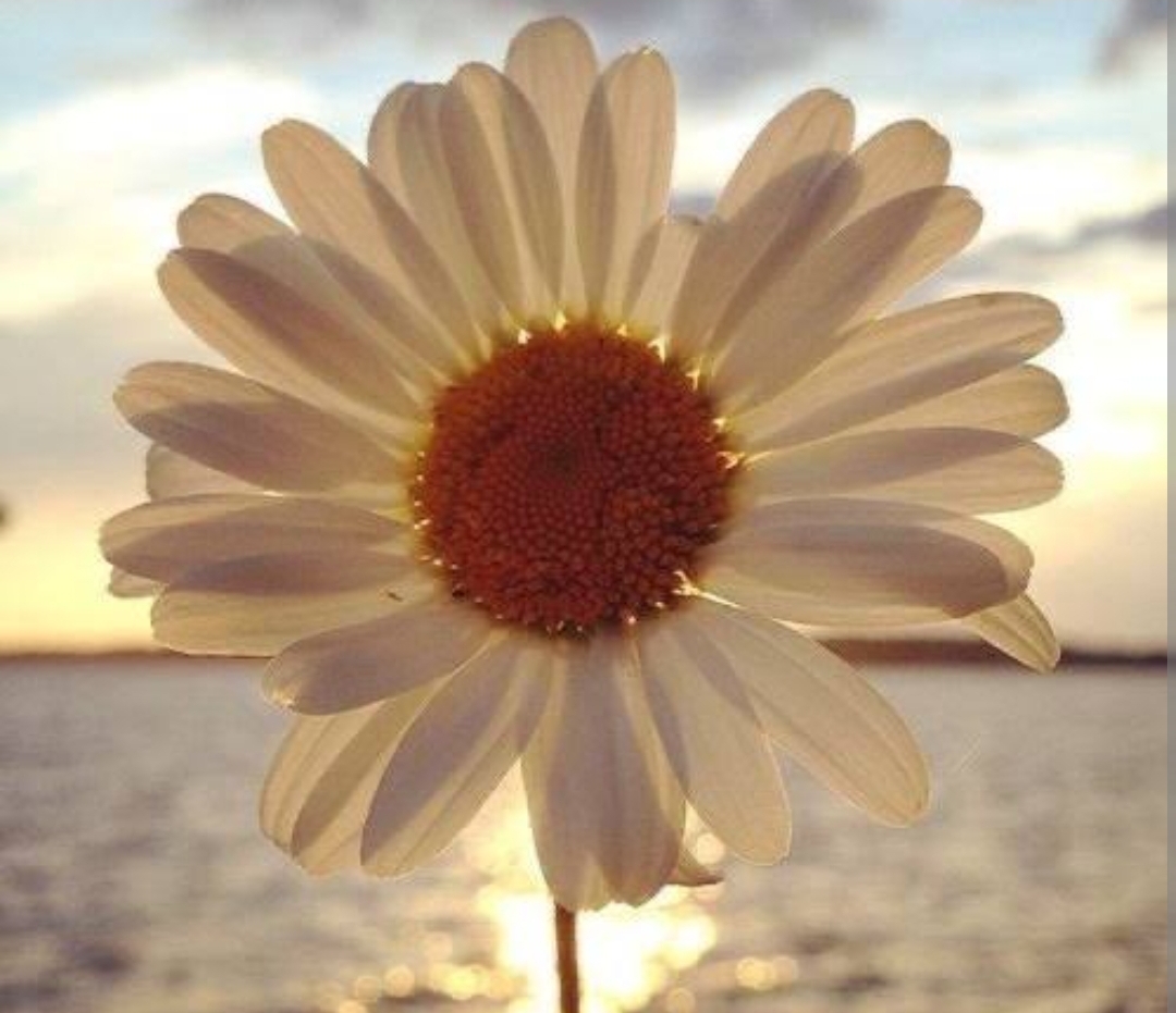 صورة المنشور
