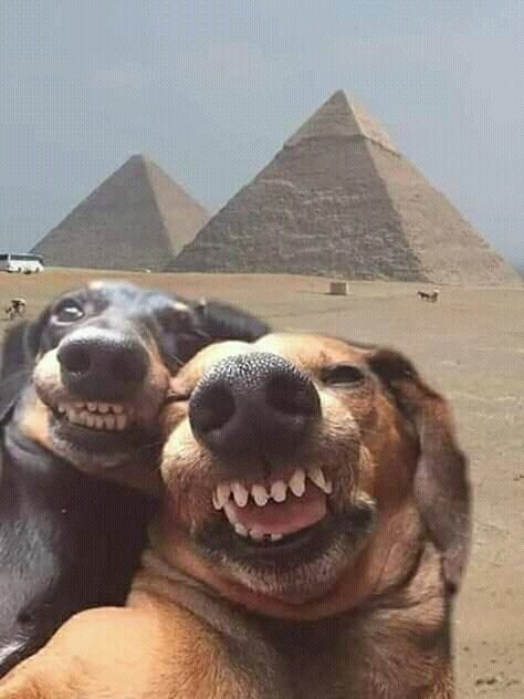صورة المنشور
