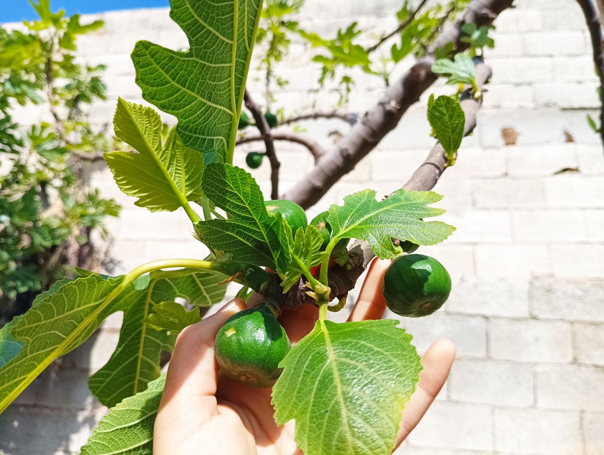 صورة المنشور