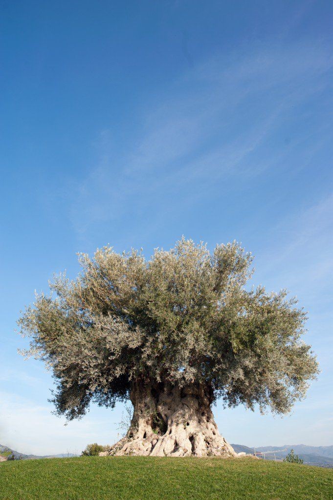 Gönderi görseli
