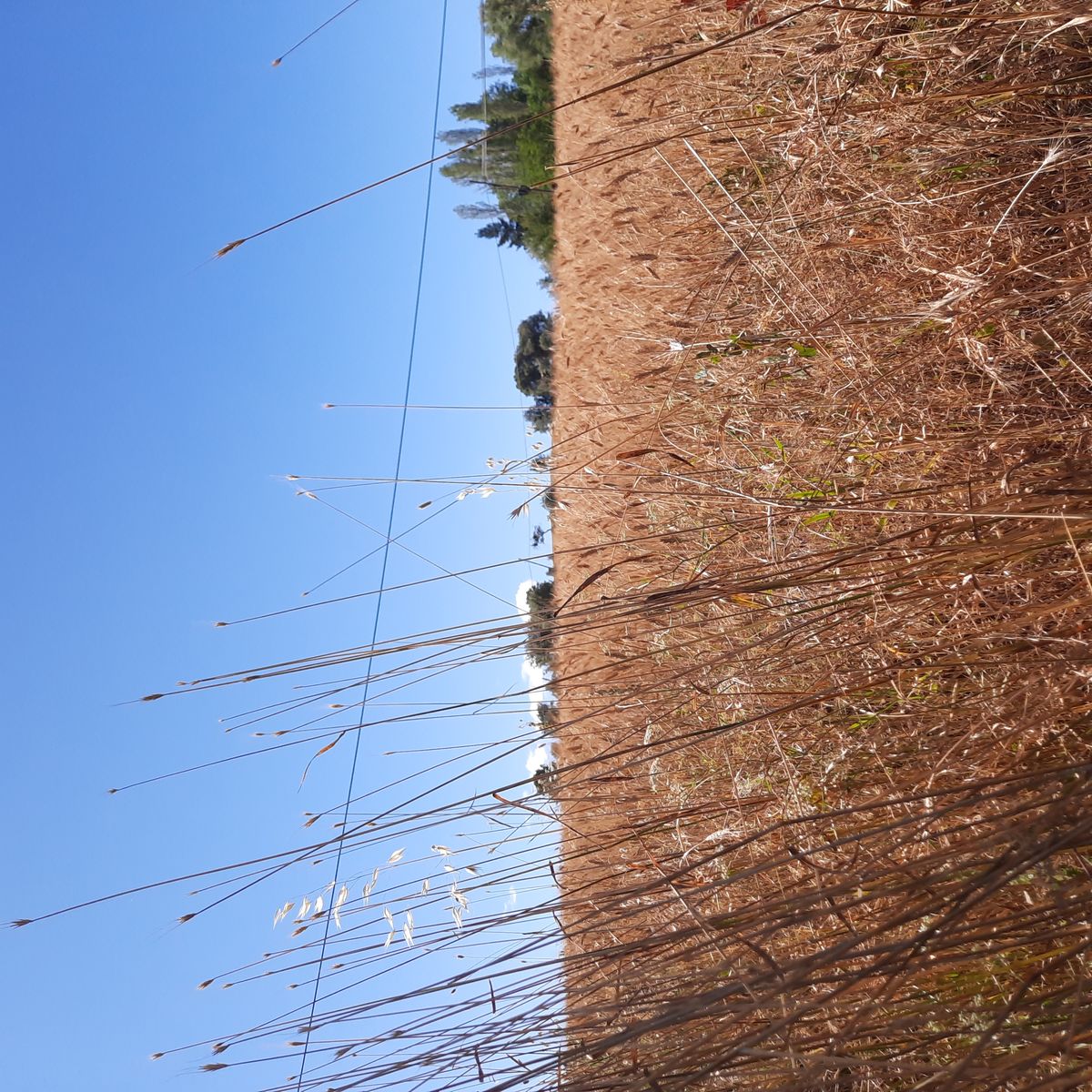 صورة المنشور