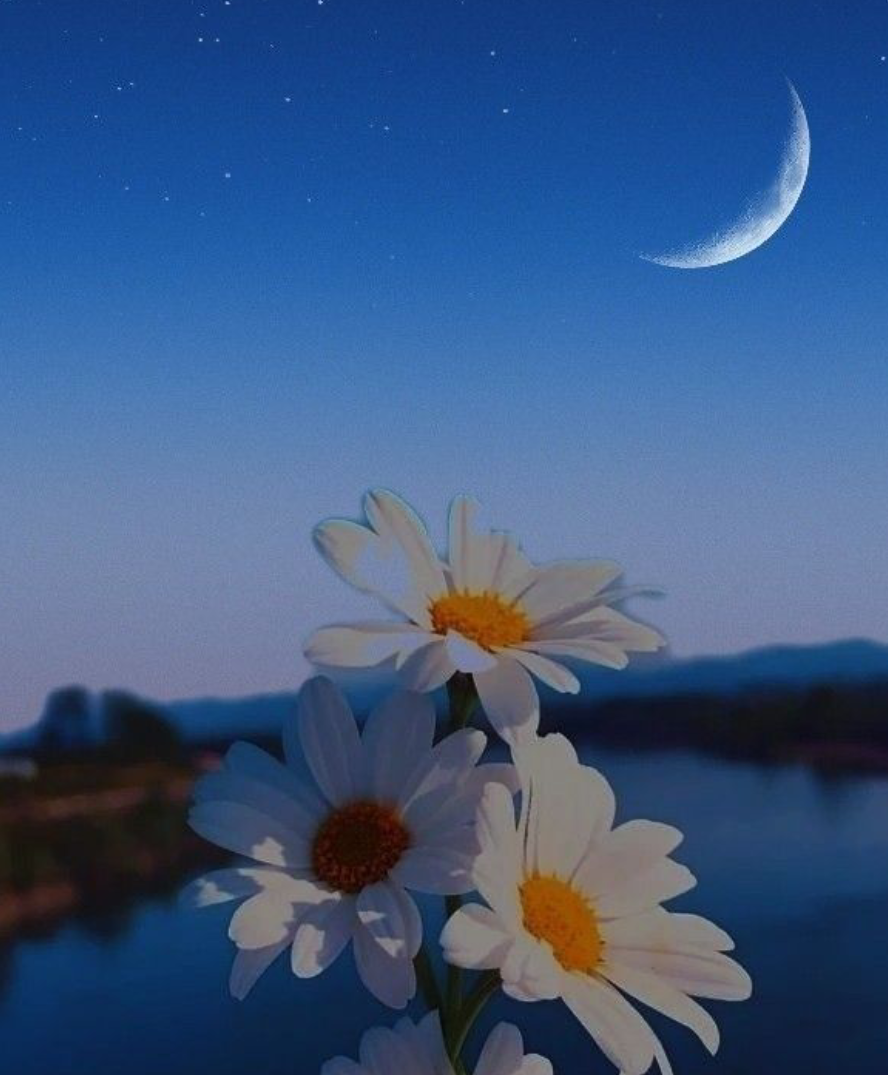 صورة المنشور