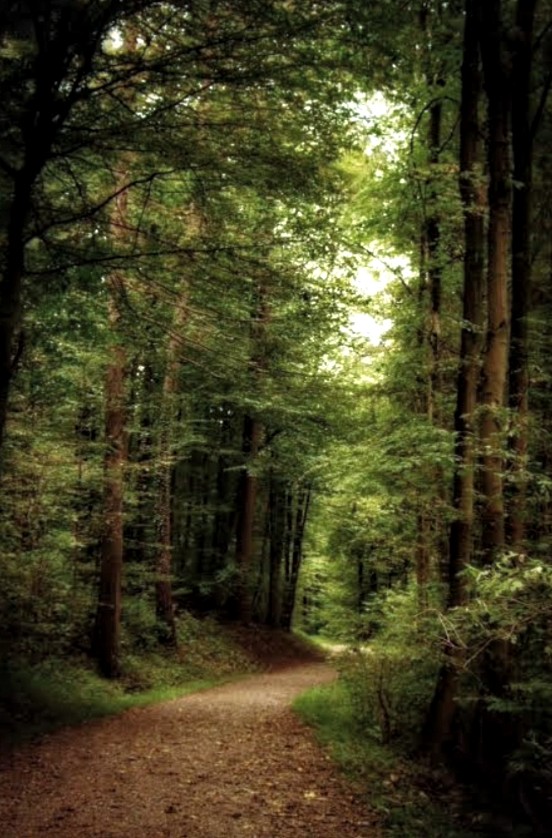 صورة المنشور