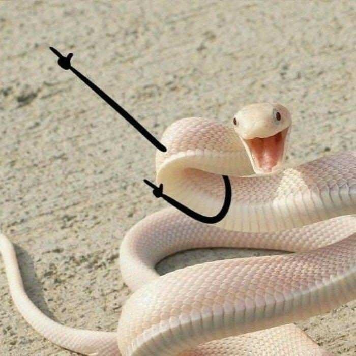 صورة المنشور
